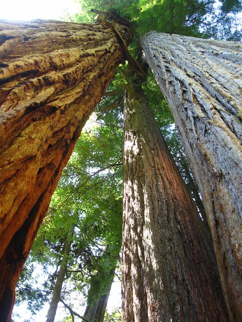 Bolan Mt & Redwoods-156.JPG - Boy Scout Tree Trail